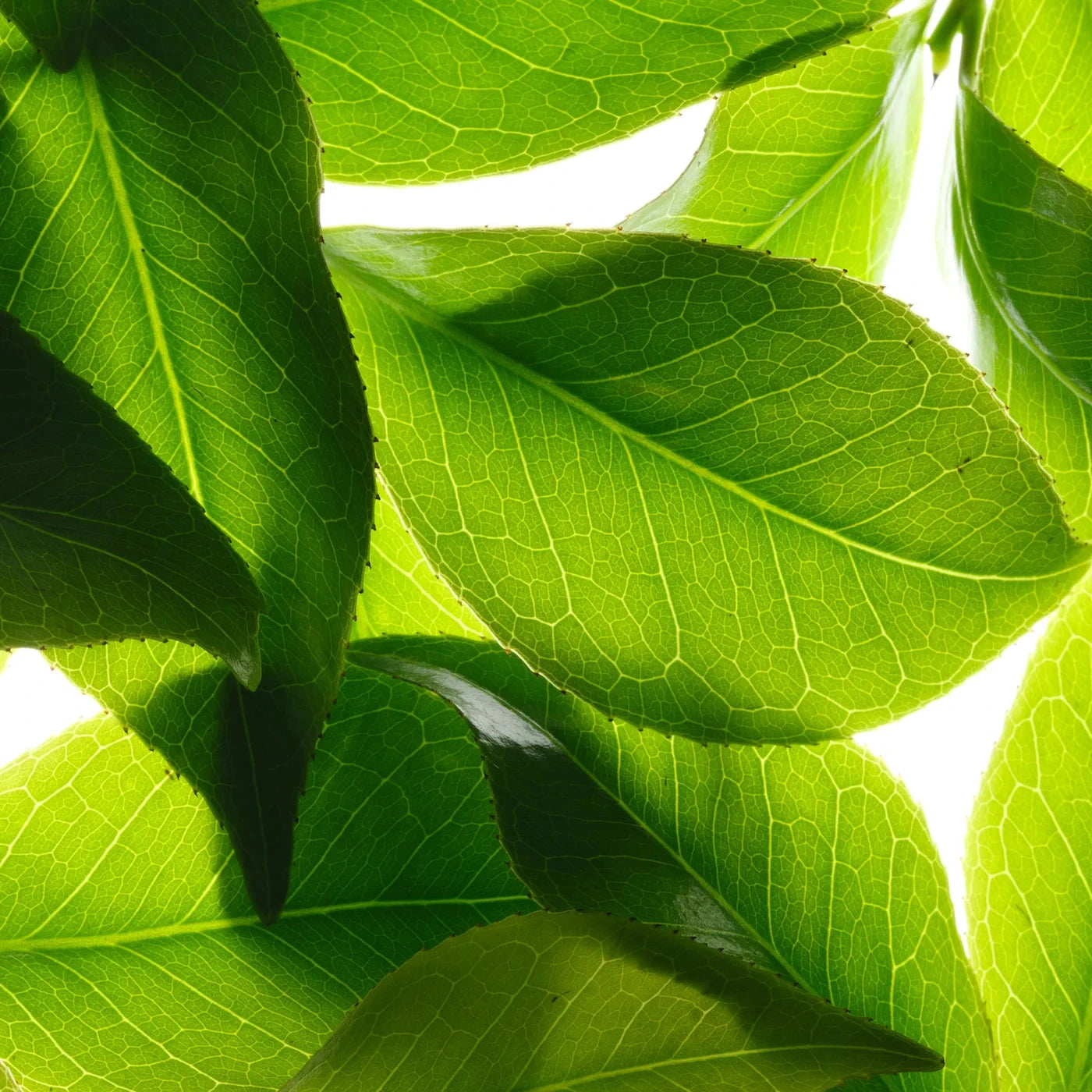 Eau Exaltante Parfumante Eau Parfumante NUXE 
