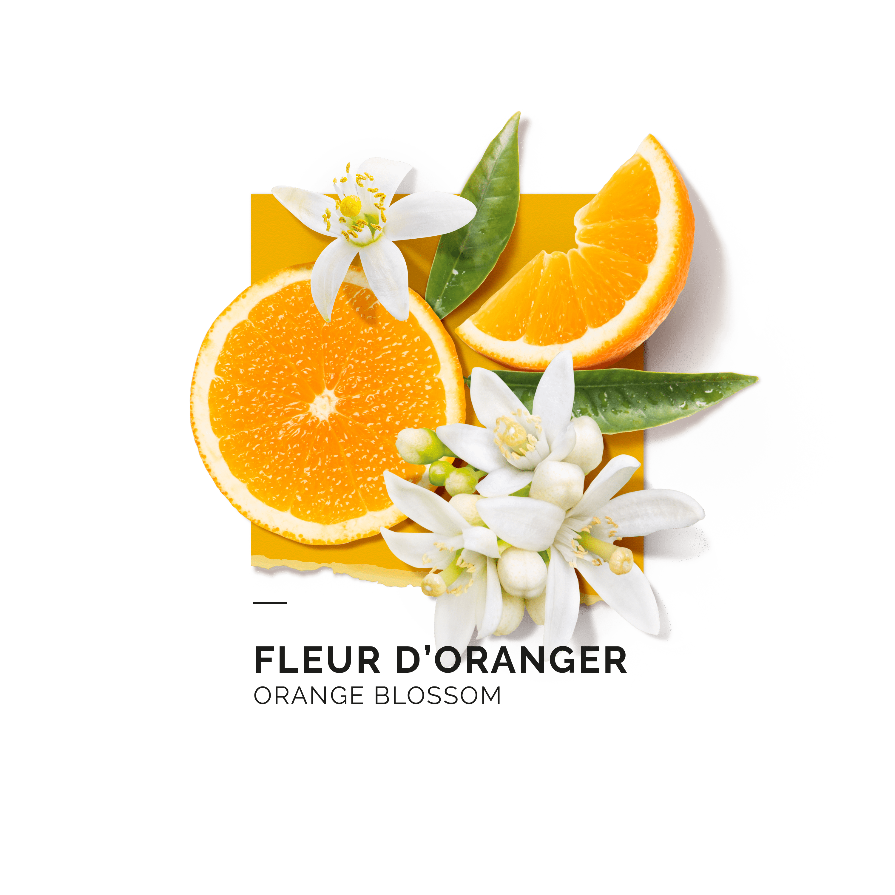 Fleur d'Oranger Eau de parfum Eau de parfum SOLINOTES 