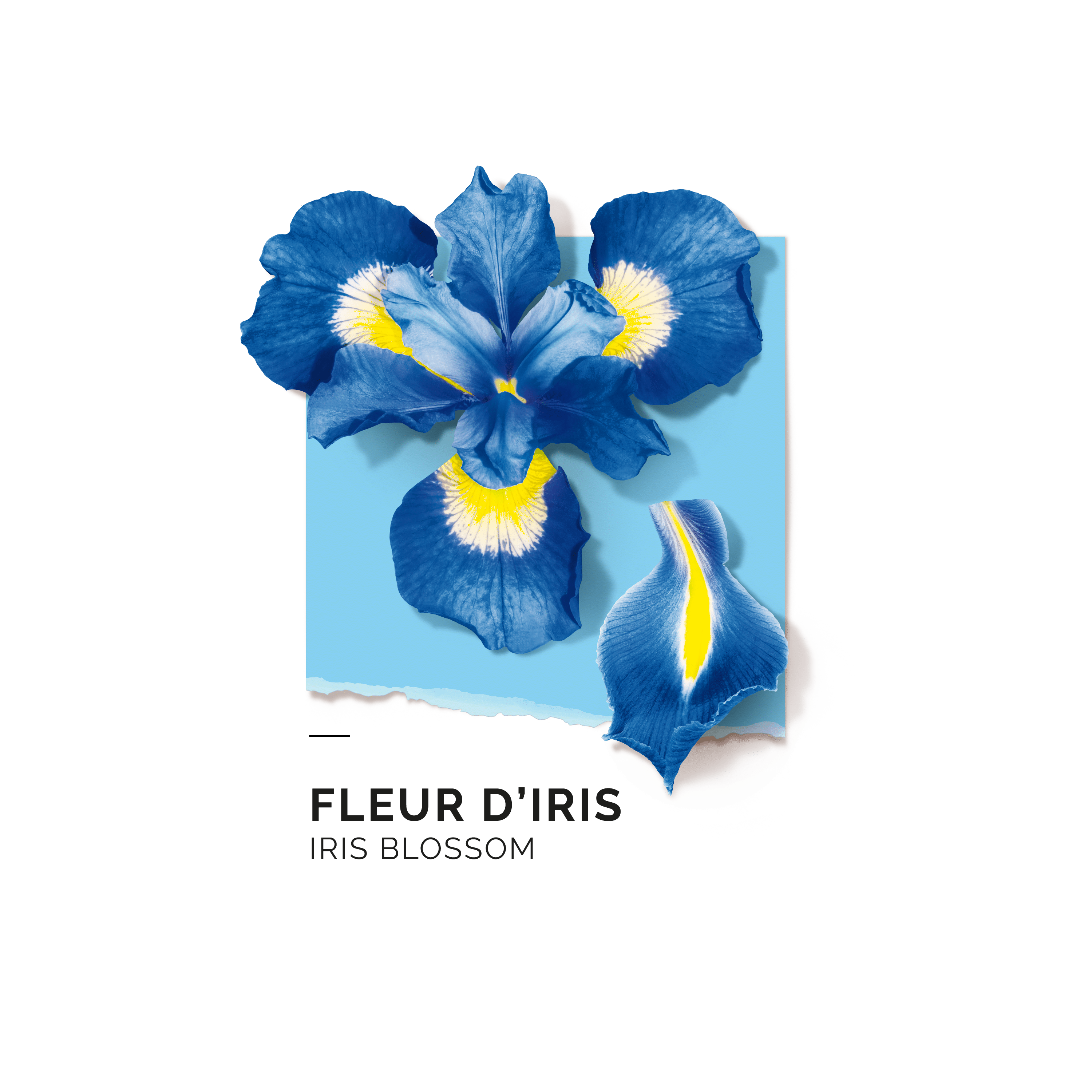 Fleur d'Iris Eau de parfum Eau de parfum SOLINOTES 