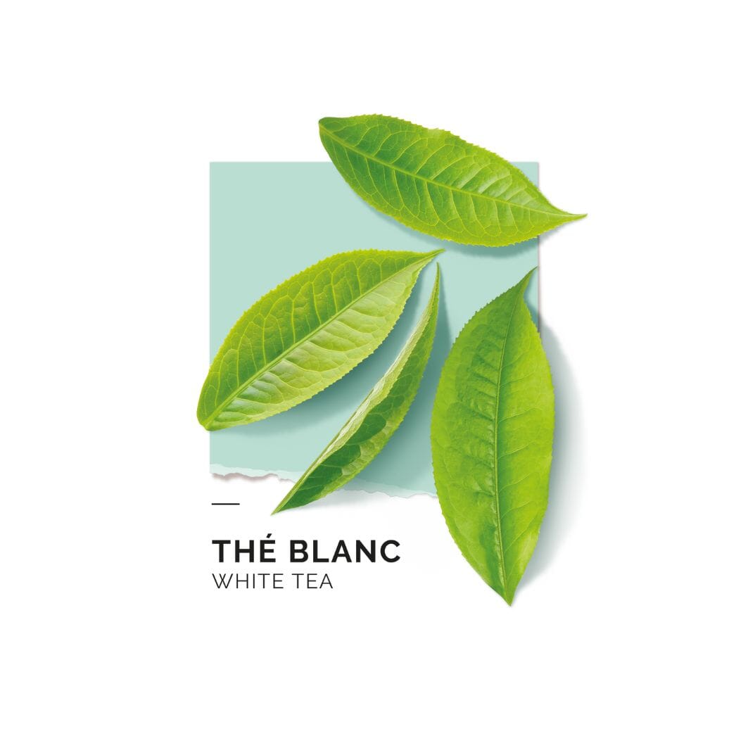 Coffret Thé Blanc Eau de parfum SOLINOTES 