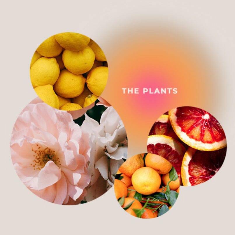 Huile de soin et de massage - ROYAUME DES PLANTES Soin Corps Giving love to 